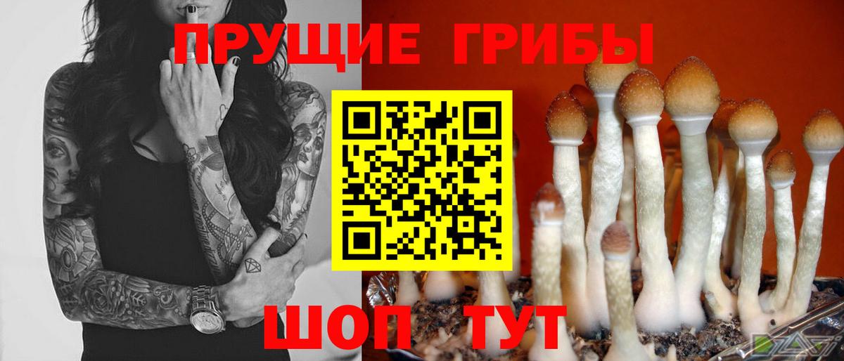 Новороссийск  Псилоцибиновые грибы Cubensis  Вход с VPN 